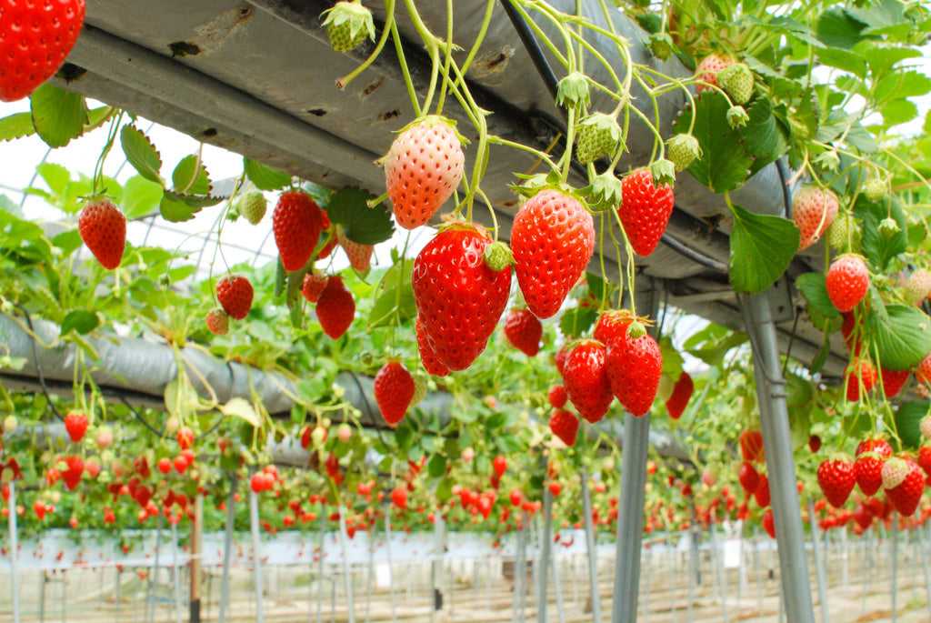 いちご館くぼた l Berry Happy Day! いちご狩りをもっと楽しく、幸せな